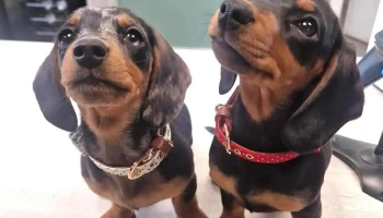 Ruben's Pet Store and Dog Daycare - Newarthill