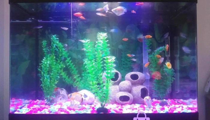 Bishopbriggs Pet Aquatic Centre Ltd Aquarium - Glasgow