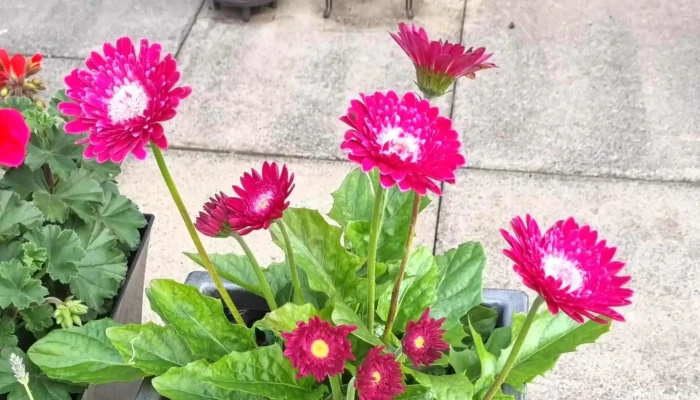 Bm Home Store With Garden Centre Discount Store - Glasgow