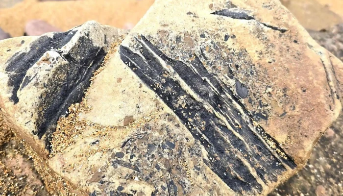 Crail Beach Fossils -  Catalog - Anstruther