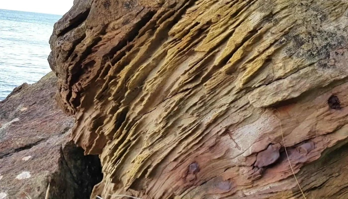 Crail Beach Fossils -  Instagram - Anstruther
