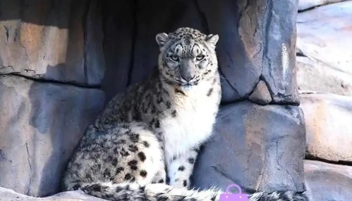 Five Sisters Zoo - West Calder Eh55 8Pt