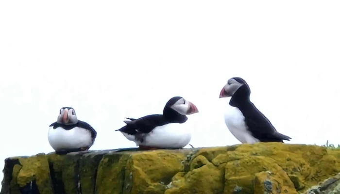 Isle Of May Cruises May Princess Anstruther Pleasure Cruises Comments - Anstruther