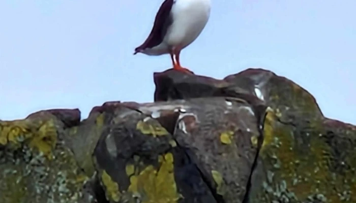 Isle Of May Cruises May Princess Anstruther Pleasure Cruises Open Now - Anstruther