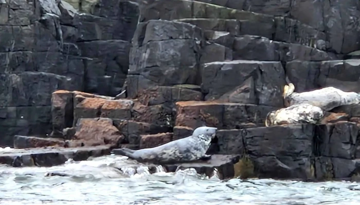 Isle Of May Cruises May Princess Anstruther Pleasure Cruises Website - Anstruther
