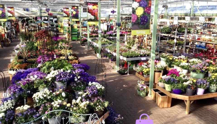 Pentland Plants -  By Owner - Loanhead