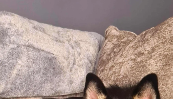 Pets At Home Bishopbriggs -  Area - Glasgow