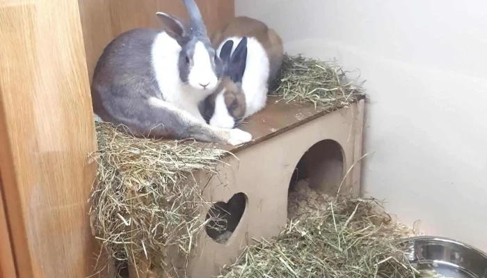 Pets At Home Bishopbriggs -  Cage - Glasgow