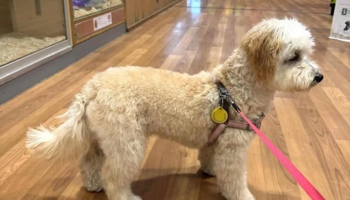 Pets At Home Bishopbriggs -  Latest - Glasgow