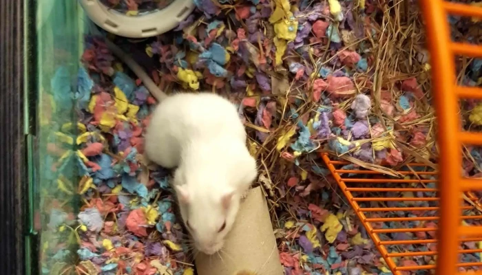 Pets At Home Bishopbriggs -  Phone - Glasgow